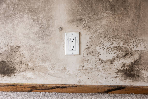 Best Mold Removal for HVAC Installations  in Frankton, IN