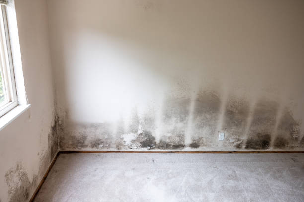Best Mold Prevention Services  in Frankton, IN
